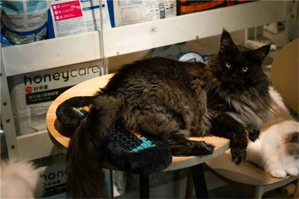 A black long-haired cat with odd eyes resting on a table, next to another cat, with pet food shelves in the background.