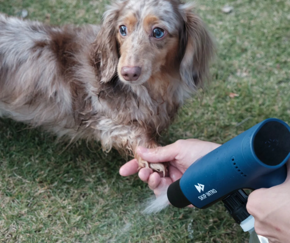 Dog's feet being washed
