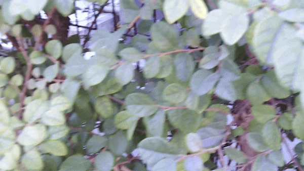 Close-up of green leaves