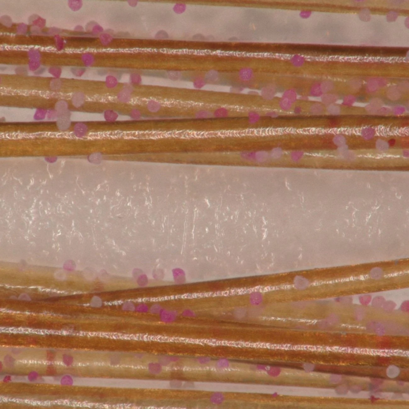 Microscope image of pollen on hair with brush
