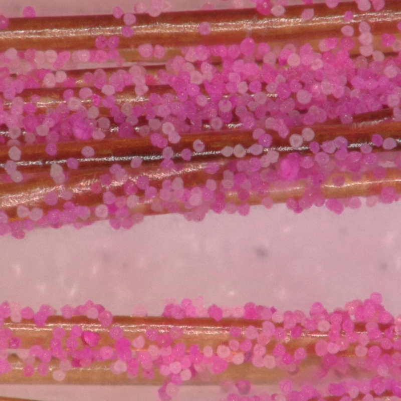 Microscope image of pollen on hair without brush