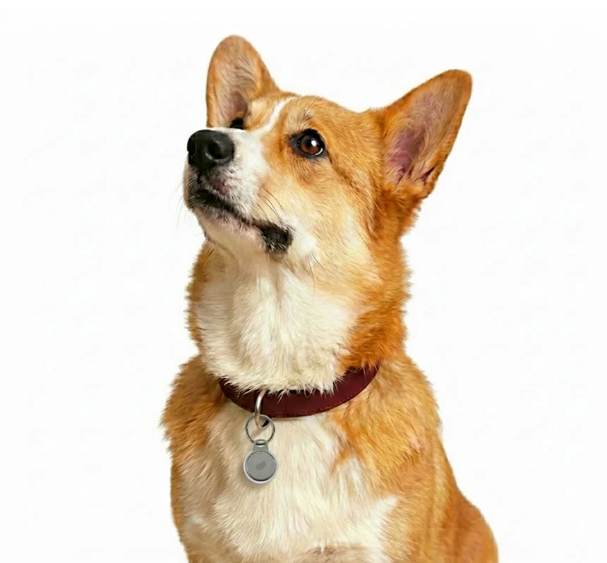 Corgi dog wearing a collar with Tag.O