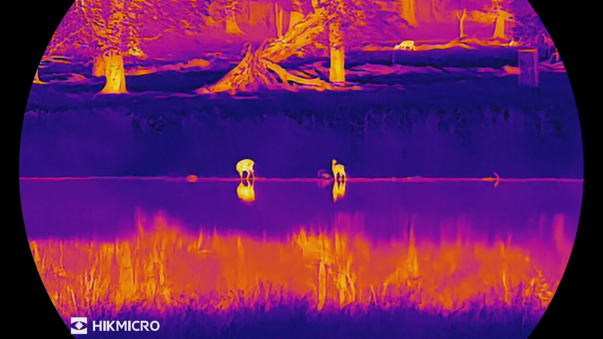 Thermal image of animals at night