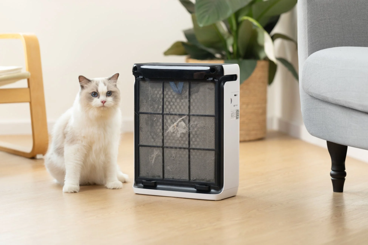 Cat Next to Dirty Filter