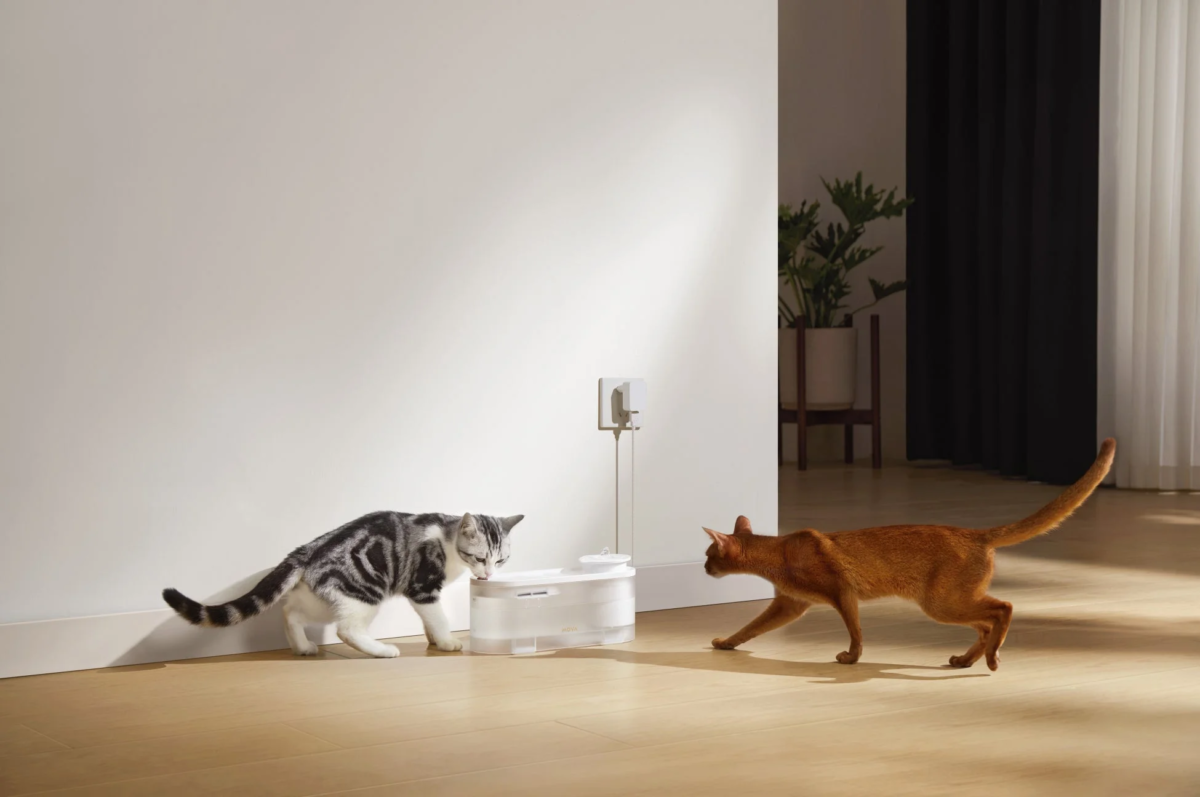 Cats drinking from MOVA WF10 Pro
