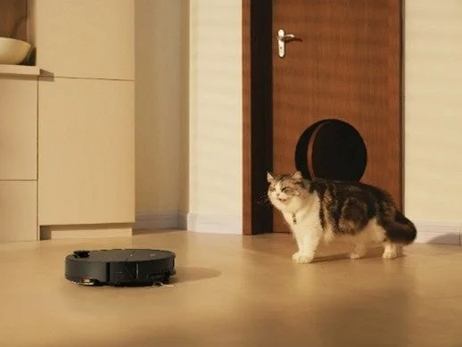 Cat looking at robot vacuum