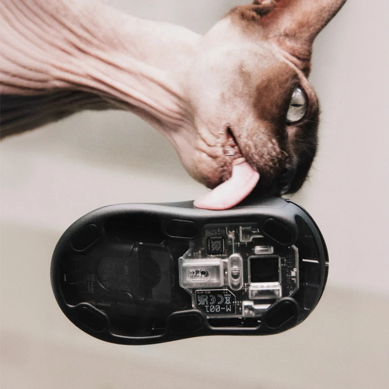 Sphynx cat licking mouse