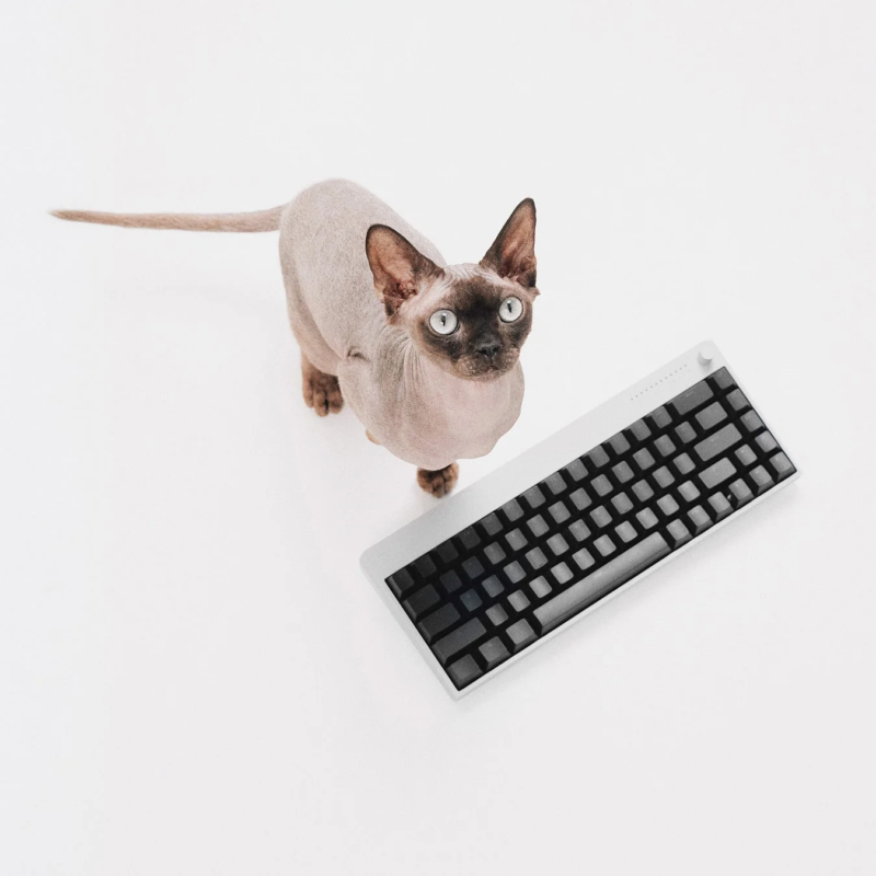 Sphynx cat with keyboard